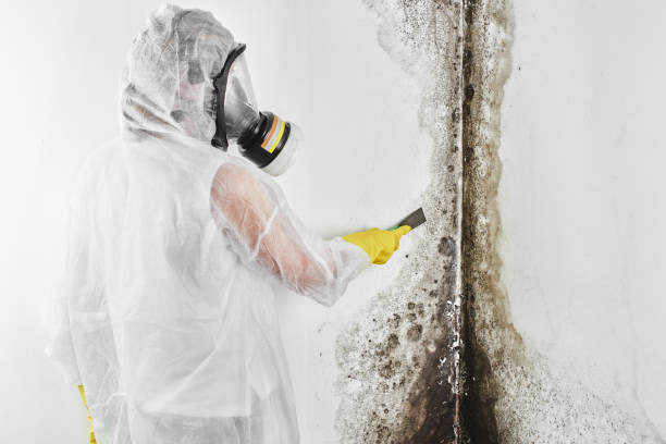 Best Post-Flood Mold Remediation in Joliet, IL