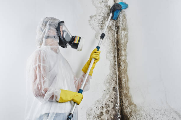 Best Emergency Mold Remediation in Joliet, IL